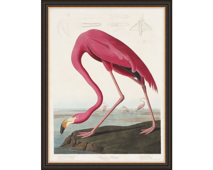 American Flamingo Framed