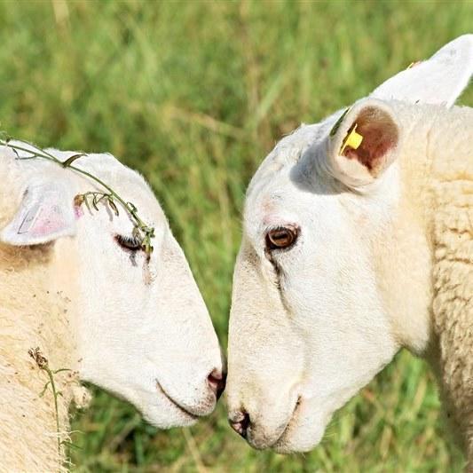 5 reasons why we love wool carpets